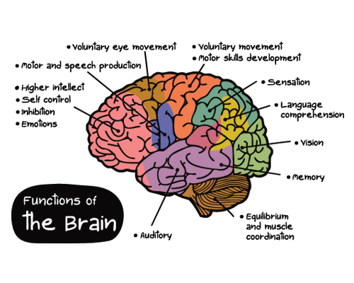 brain anatomy
