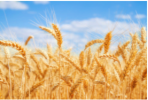 wheat